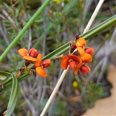 Daviesia alata at Penrose, NSW - 28 Oct 2024 by RobG1