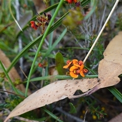 Daviesia alata at Penrose, NSW - suppressed