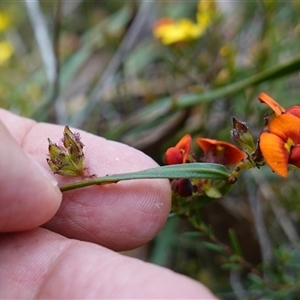 Daviesia alata at Penrose, NSW - suppressed