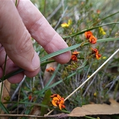 Daviesia alata at Penrose, NSW - suppressed