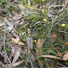 Daviesia alata at Penrose, NSW - suppressed