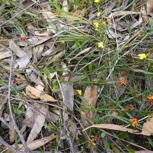 Daviesia alata at Penrose, NSW - suppressed