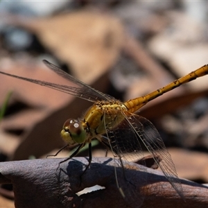 Diplacodes haematodes at Higgins, ACT by Untidy