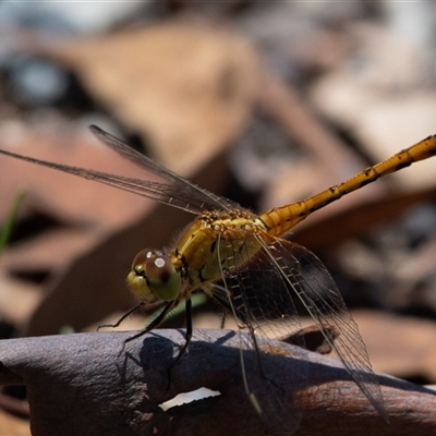 Diplacodes bipunctata (Wandering Percher) at Higgins, ACT - 16 Dec 2024 by Untidy