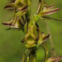 Paraprasophyllum wilkinsoniorum at Glen Allen, NSW - 16 Dec 2024 by Csteele4