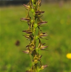 Paraprasophyllum wilkinsoniorum at Glen Allen, NSW - suppressed