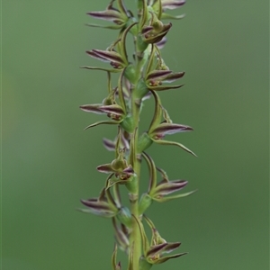 Paraprasophyllum wilkinsoniorum at Glen Allen, NSW - 16 Dec 2024