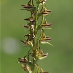 Paraprasophyllum wilkinsoniorum at Glen Allen, NSW - 16 Dec 2024