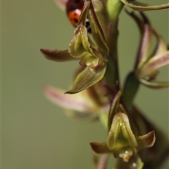 Paraprasophyllum wilkinsoniorum at Glen Allen, NSW - suppressed