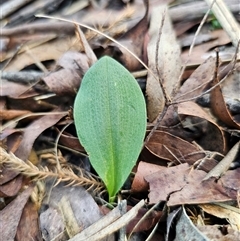 Chiloglottis sp. (A Bird/Wasp Orchid) at Glen Allen, NSW - 16 Dec 2024 by Csteele4