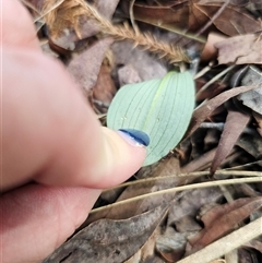 Chiloglottis sp. at Glen Allen, NSW - 16 Dec 2024