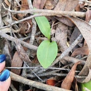 Chiloglottis sp. at Glen Allen, NSW - 16 Dec 2024