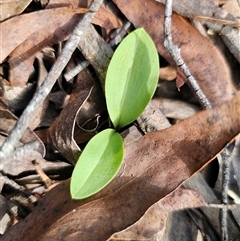 Chiloglottis sp. at Glen Allen, NSW - 16 Dec 2024