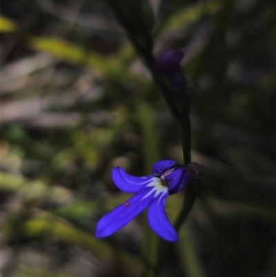 Lobelia dentata (Toothed Lobelia) at Glen Allen, NSW - 16 Dec 2024 by Csteele4