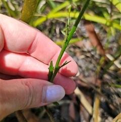 Lobelia dentata at Glen Allen, NSW - suppressed