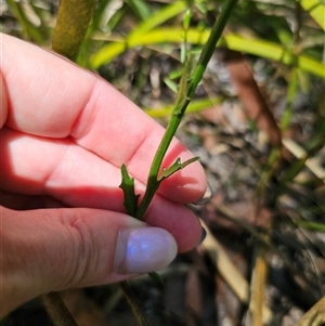 Lobelia dentata at Glen Allen, NSW - suppressed