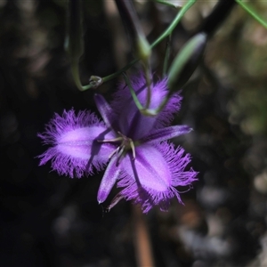 Thysanotus tuberosus subsp. tuberosus (Common Fringe-lily) at Glen Allen, NSW by Csteele4