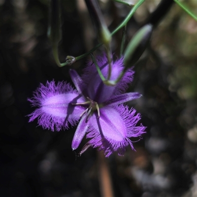 Thysanotus tuberosus subsp. tuberosus (Common Fringe-lily) at Glen Allen, NSW - 16 Dec 2024 by Csteele4