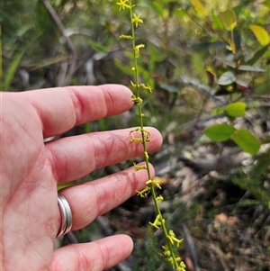 Stackhousia viminea at Glen Allen, NSW - 16 Dec 2024