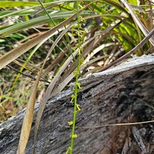 Stackhousia viminea at Glen Allen, NSW - 16 Dec 2024