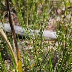 Choretrum pauciflorum (Dwarf Sour Bush) at Glen Allen, NSW - 16 Dec 2024 by Csteele4