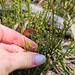 Choretrum pauciflorum at Glen Allen, NSW - 16 Dec 2024