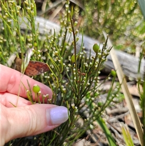 Choretrum pauciflorum at Glen Allen, NSW - 16 Dec 2024