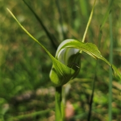 Pterostylis falcata (Sickle Greenhood) at Glen Allen, NSW - 16 Dec 2024 by Csteele4