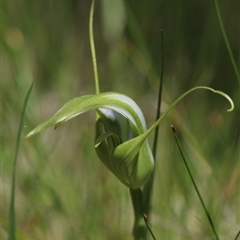 Pterostylis falcata at Glen Allen, NSW - 16 Dec 2024