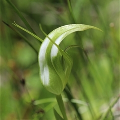 Pterostylis falcata at Glen Allen, NSW - 16 Dec 2024