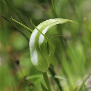 Pterostylis falcata at Glen Allen, NSW - 16 Dec 2024