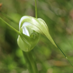 Pterostylis falcata at Glen Allen, NSW - 16 Dec 2024