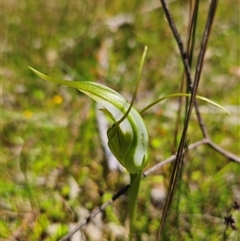 Pterostylis falcata (Sickle Greenhood) at Glen Allen, NSW - 16 Dec 2024 by Csteele4