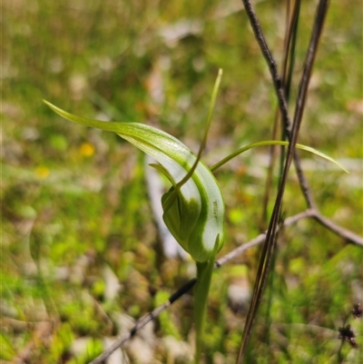 Pterostylis falcata (Sickle Greenhood) at Glen Allen, NSW - 16 Dec 2024 by Csteele4