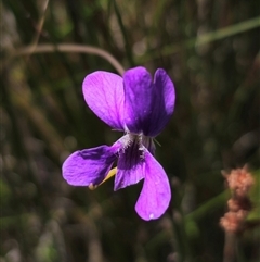 Viola betonicifolia subsp. novaguineensis at Glen Allen, NSW - 16 Dec 2024 by Csteele4