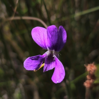 Viola betonicifolia subsp. novaguineensis at Glen Allen, NSW - 16 Dec 2024 by Csteele4