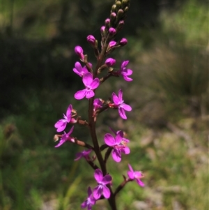 Stylidium armeria subsp. armeria (thrift trigger plant) at Tantawangalo, NSW by Csteele4