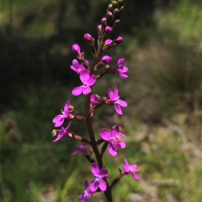 Stylidium armeria subsp. armeria (thrift trigger plant) at Tantawangalo, NSW - 16 Dec 2024 by Csteele4