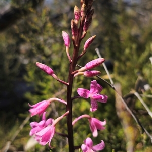 Dipodium roseum at Numeralla, NSW - 16 Dec 2024