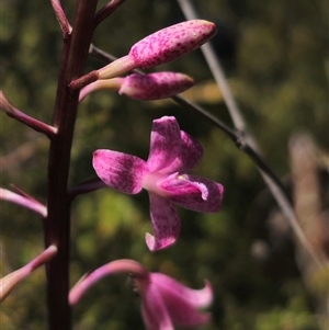 Dipodium roseum at Numeralla, NSW - 16 Dec 2024