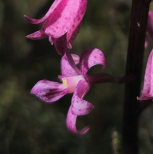 Dipodium roseum at Numeralla, NSW - 16 Dec 2024