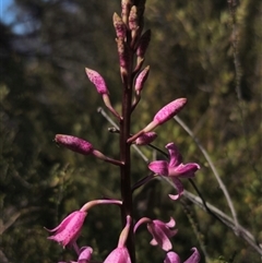 Dipodium roseum at Numeralla, NSW - 16 Dec 2024