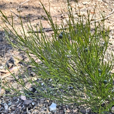 Omphacomeria acerba (Leafless Sour-bush) at Numeralla, NSW - 16 Dec 2024 by Csteele4