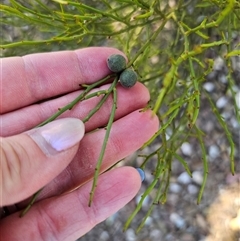 Omphacomeria acerba at Numeralla, NSW - 16 Dec 2024