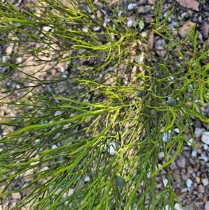 Omphacomeria acerba at Numeralla, NSW - 16 Dec 2024