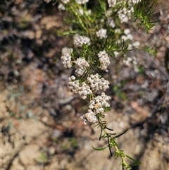 Ozothamnus thyrsoideus (Sticky Everlasting) at Numeralla, NSW - 15 Dec 2024 by Csteele4