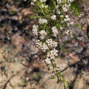 Ozothamnus thyrsoideus (Sticky Everlasting) at Numeralla, NSW by Csteele4