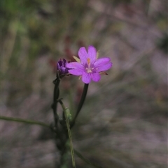 Epilobium billardiereanum subsp. cinereum (Hairy Willow Herb) at Anembo, NSW - 14 Dec 2024 by Csteele4