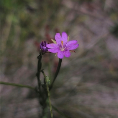 Epilobium billardiereanum subsp. cinereum (Hairy Willow Herb) at Anembo, NSW - 14 Dec 2024 by Csteele4