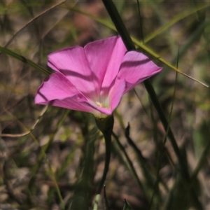 Convolvulus angustissimus subsp. angustissimus at Anembo, NSW - 14 Dec 2024 01:07 PM